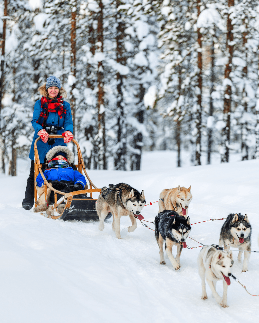 Traîneau à chien | Escale au Lac