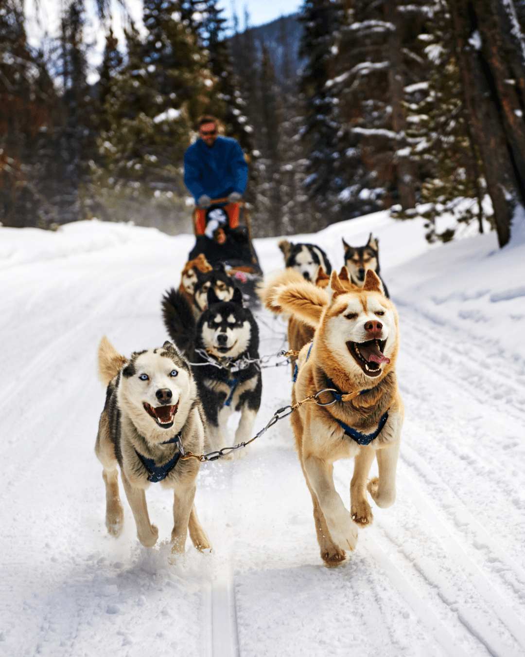 Traîneau à chien | Escale au Lac