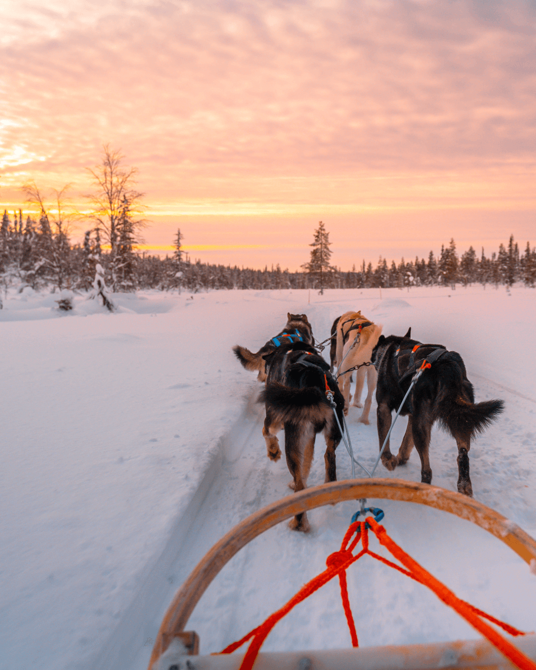 Traîneau à chien | Escale au Lac