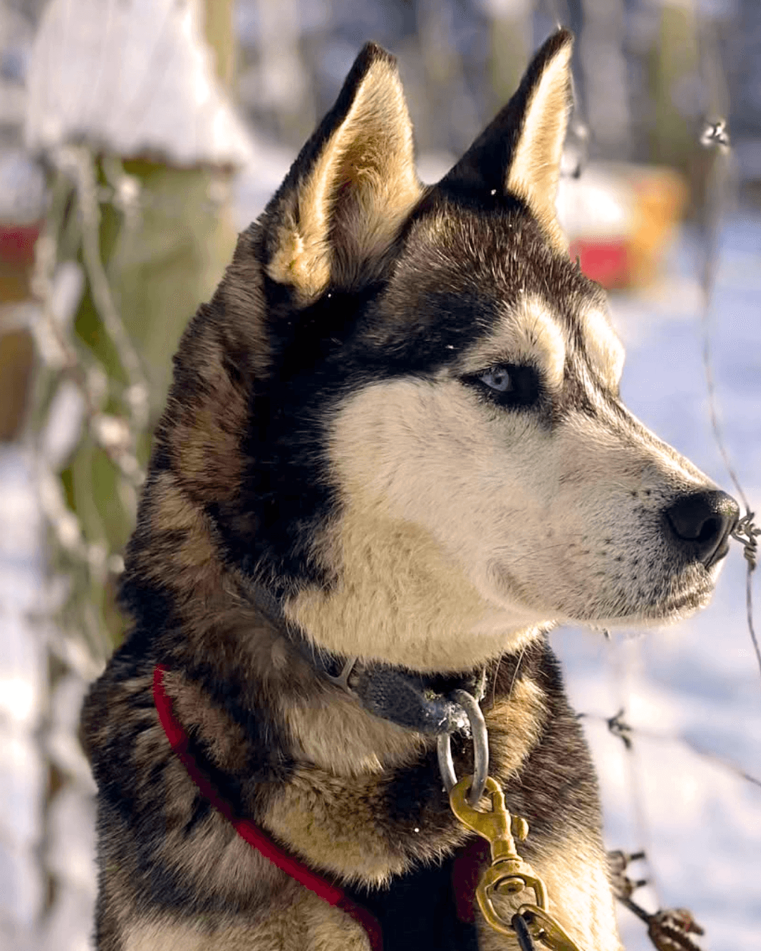Traîneau à chien | Escale au Lac